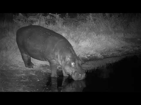 Djuma: Sights and sounds as Hosana male leopard sleeps behind the bush - 22:22 - 06/24/19