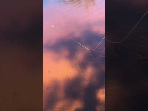 Finesse Blane Chocklett’s gamechanger in action