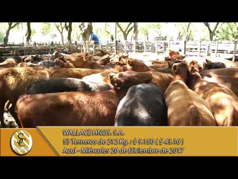 20-12-17 Venta de Macho - Wallace Hnos. S.A. - Azul