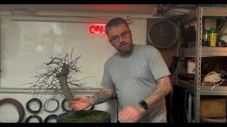 I Turned a Hawthorn Tree into a Bonsai