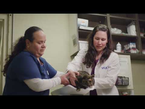 Why this Hospital Manager has stayed with VCA for over 15 years