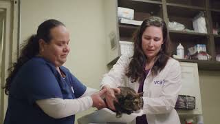 Why this Hospital Manager has stayed with VCA for over 15 years