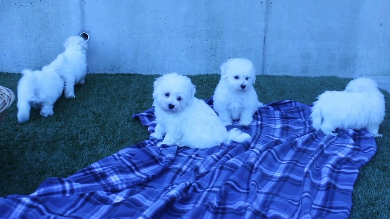 Darla's Bichon litter