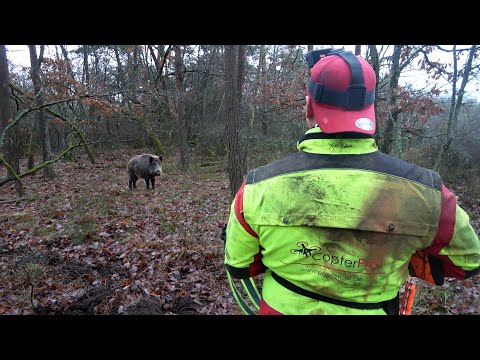 Strong boars in the drive! Driven hunt for wild boar under difficult conditions (drone hunting)
