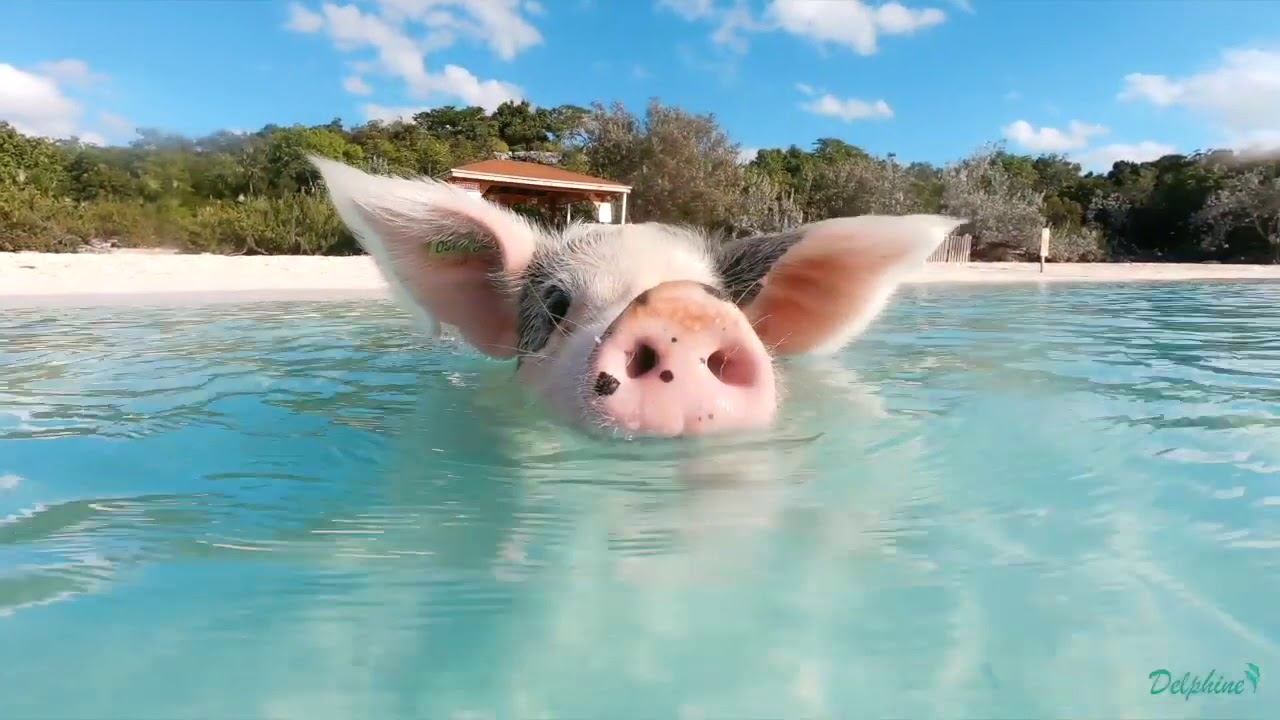 Yacht Video