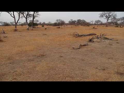 Djuma Private Game Reserve Live Stream