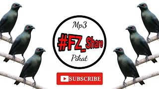 Download lagu Mp3 Pikat Cucak Keling Mata Merah mp3