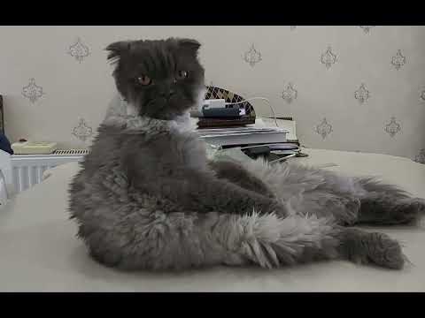 hey Hooman what do you want from meow?😶 #cat