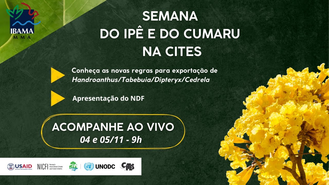 Semana do Ipê e do Cumaru na CITES 05/11/2024