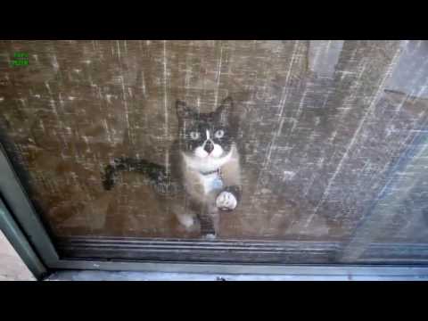 Funny Cats and Kittens Meowing Compilation 2014