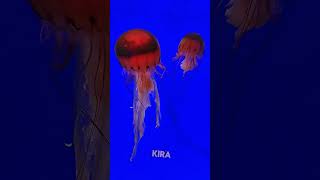 Download lagu Ubur Ubur Laut yang cantik dan anggun saat berenang #short #uburuburikanlele #uburuburvideo mp3 Download lagu Ubur Ubur Laut yang cantik dan anggun saat berenang #short #uburuburikanlele #uburuburvideo mp3