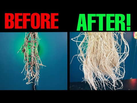 ΠΠ°ΠΊ ΠΌΠΈΠΊΠΎΡΠΈΠ·Π½ΡΠ΅ Π³ΡΠΈΠ±Ρ ΠΌΠΎΠ³ΡΡ Π΄Π°ΡΡ Π²Π°ΠΌ ΡΠ°ΠΌΡΠ΅ Π·Π΄ΠΎΡΠΎΠ²ΡΠ΅ ΡΠ°ΡΡΠ΅Π½ΠΈΡ!