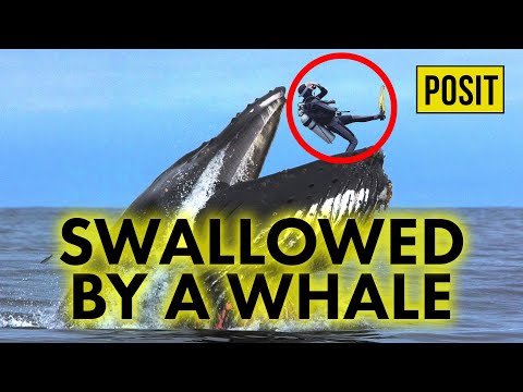 Here's What Would Happen If You Were Swallowed By A Whale