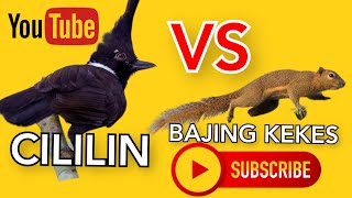 Download lagu CILILIN VS BAJING KEKES Gacor jernih mp3