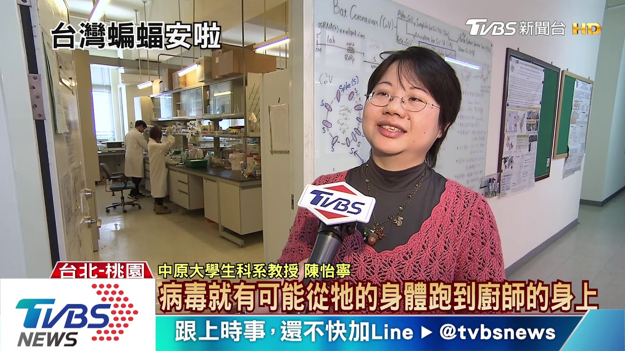 台灣蝙蝠也曾檢出「冠狀病毒」 專家:不會感染人