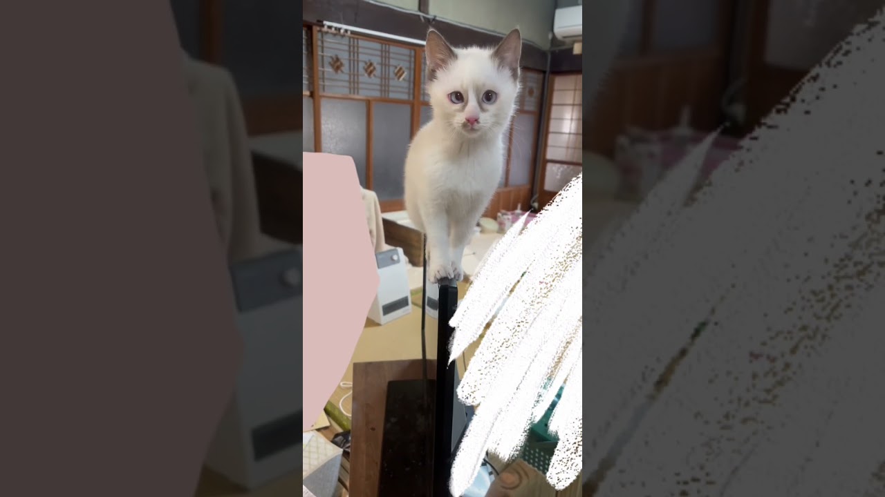 猫の身体能力を侮っていた