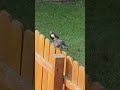 Wild Grackle Feeding Baby | Common Grackle Baby Crying for Food