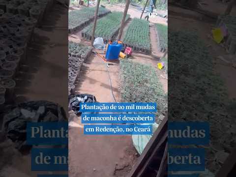 Plantação de 20 mil mudas de maconha é descoberta em Redenção, no Ceará; confira #shorts #noticias