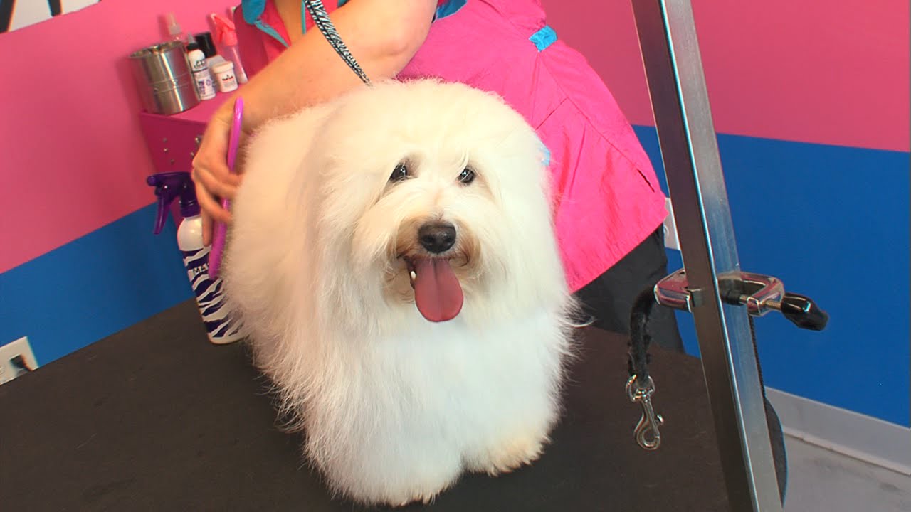 Everything Pets and Outdoor Spring Clean up