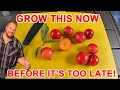 Grow This Delicious Fruit Tree NOW Before It's Too Late!