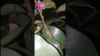 Download lagu SUARA BELALANG/WALANG KECEK mp3