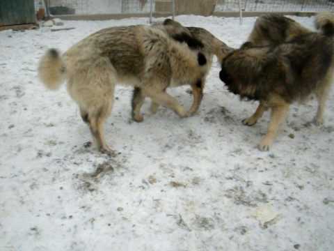 Sarplaninac Blejk sa zenkicom. www.sarplaninac-at.com