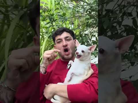 7 cosas sobre los Chihuahuas que NADIE te dice