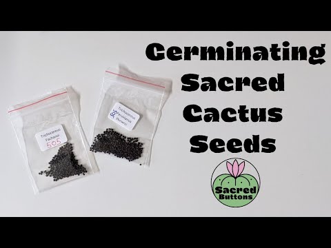 Germinating Sacred Cactus Seeds