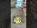 Easy way to bury kitchen waste in soil to make organic compost for plants growth #garden #compost