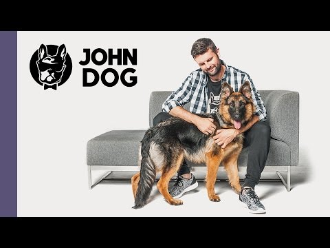 Jak nauczyć psa reagowania na komendę NIE  - TRENING PSA - John Dog
