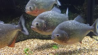 5 Red Belly Piranhas. From Baby&#39;s(60gal) to Adults(125gal) Aquaponics