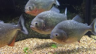 5 Red Belly Piranhas. From Baby&#39;s(60gal) to Adults(125gal) Aquaponics