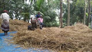 গ্রাম বাংলার ধান মাড়াই করা।