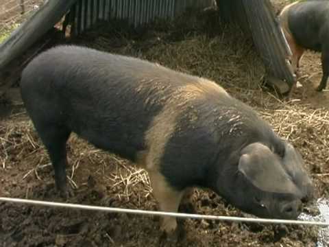 Organic Farming - Free range pigs, how to