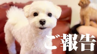 【ご報告】動画をお休みしていた理由と最近のエルくんについて【マルプー×1歳】