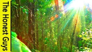 3 HOURS of Nature Sounds Sleep Meditation "Windy Enchanted Forest" - No Music