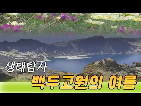 , title : '생태탐사, 백두고원의 여름  [오감실험] KBS 2001.08.14 방송'