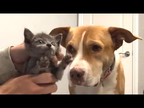 Pitbull thinks she's every cat's mommy