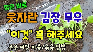 웃자란 김장무우 이때 "이것" 꼭 해주세요 무우씨앗 파종 솎음방법 무우북주기 무우흙덮기