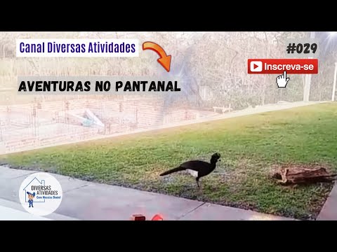 Rio Miranda, Pantanal, Aves | Aventuras | Confiram! #029