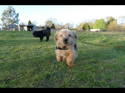 download lagu mp3 mp4 Norfolk Terrier Puppies, download lagu Norfolk Terrier Puppies gratis, unduh video klip Norfolk Terrier Puppies