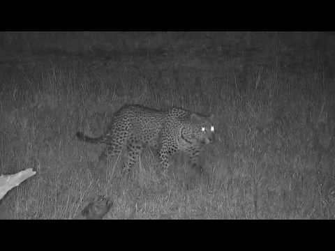 Djuma: Leopard-Hosana male watching hippo and buffalo - 02:43 - 07/26/19