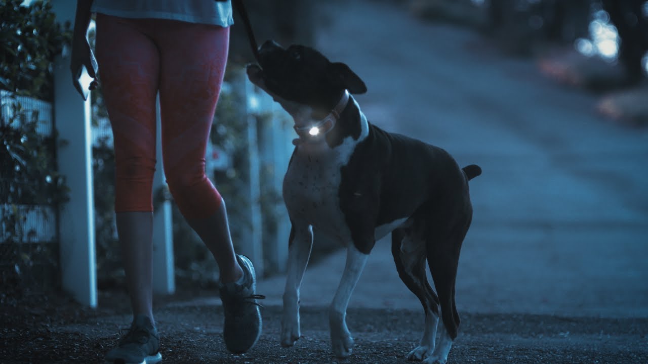 Link AKC Smart Dog Collar (X-Small) video thumbnail