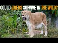 Could Ligers Survive In The Wild?