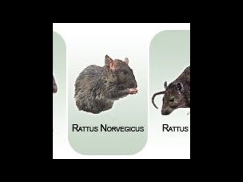 CLAY - TOPAIA FEAT. ZYRTCK, AURUM & PICCOLI SPARI