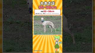 【犬種シリーズ #23】愛玩犬ではなく「走る犬」｜イタリアン・グレーハウンド