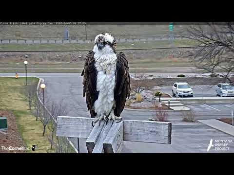 Iris Returns To Hellgate Osprey Nest For 2020 Breeding Season! – April 5, 2020