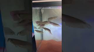 Download lagu Silver arowana new stock....6-7' available price Just 799 mp3 Download lagu Silver arowana new stock....6-7' available price Just 799 mp3