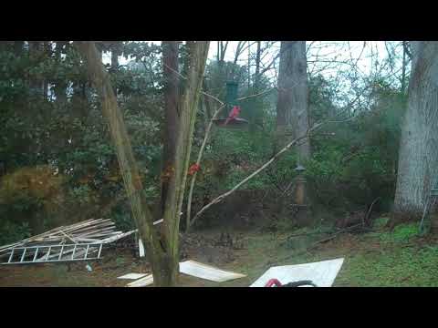 Hungry Birds at My Bird Feeder 12-31-18