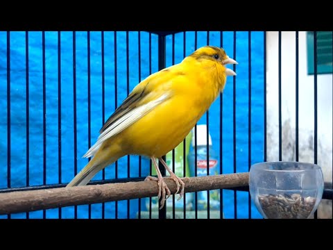 Your canary will sing immediately!! Belgian canary song